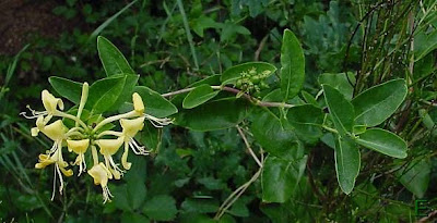 Lonicera periclymenum L.