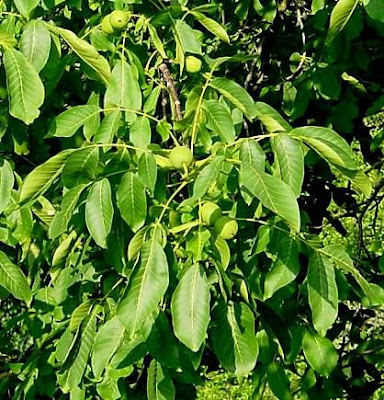 Juglans regia,
Carpathian walnut,
echte Walnu&szlig;,
English walnut,
hu tao,
Madeira walnut,
Noce comune,
nogal com&uacute;n,
nogal europeo,
nogal ingl&eacute;s,
nogueira-comum,
nogueira-europ&eacute;ia,
noyer commun,
Persian walnut,
Walnut