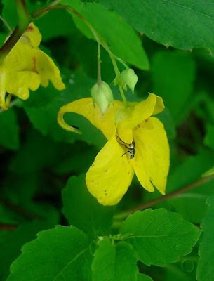Balsam Balsam