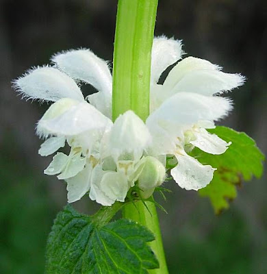 White-nettle White-nettle