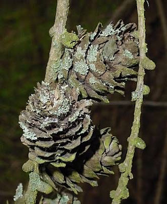 Common Larch Common Larch