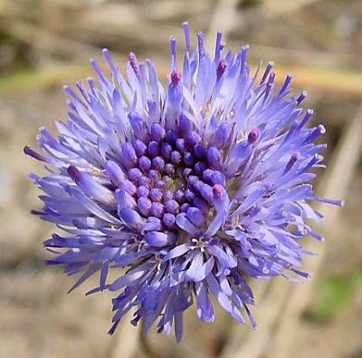 Jasione montana L.