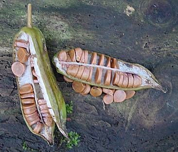 Coltellacci Coltellacci