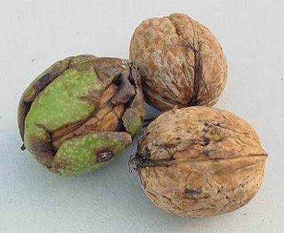 Juglans regia,
Carpathian walnut,
echte Walnu&szlig;,
English walnut,
hu tao,
Madeira walnut,
Noce comune,
nogal com&uacute;n,
nogal europeo,
nogal ingl&eacute;s,
nogueira-comum,
nogueira-europ&eacute;ia,
noyer commun,
Persian walnut,
Walnut