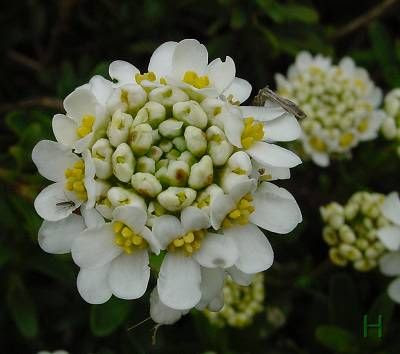 Iberis sempervirens,
edging candytuft,
evergreen candytuft,
Iberide sempreverde,
perennial candytuft,
Raspo,
Tlaspo