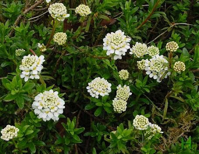 Iberis sempervirens,
edging candytuft,
evergreen candytuft,
Iberide sempreverde,
perennial candytuft,
Raspo,
Tlaspo