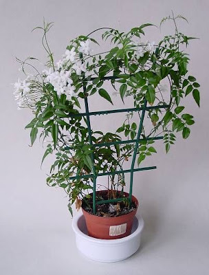 Jasminum polyanthum,
duo hua su xin
