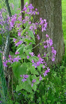 Annual honesty Annual honesty