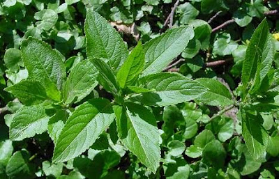 Dog's mercury Dog's mercury