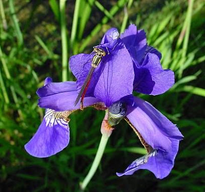 Iris sibirica L.