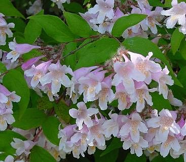 Buisson de beauté Buisson de beauté