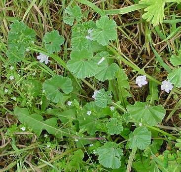Dwarf mallow