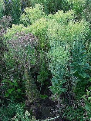 Lactuca sativa,
alface,
Amarulla,
garden lettuce,
gr&uuml;ner Salat,
Insalata,
Kopfsalat,
laitue,
Lattuca,
Lattuga coltivata,
lechuga,
lettuce,
Salad