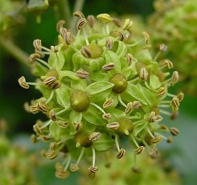Hedera helix L.