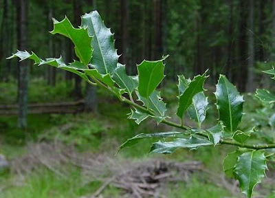 Ilex aquifolium,
Agrifoglio,
English holly