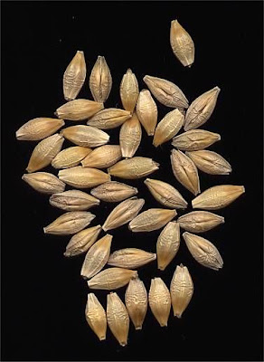 Cereal barley Cereal barley