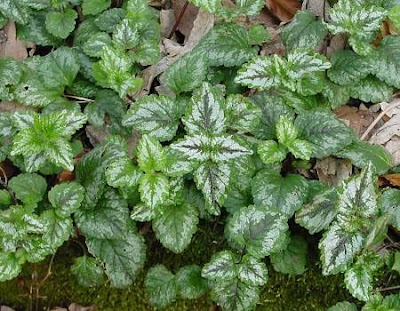 Lamium maculatum L.