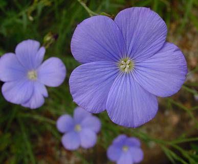 Alpine flax Alpine flax