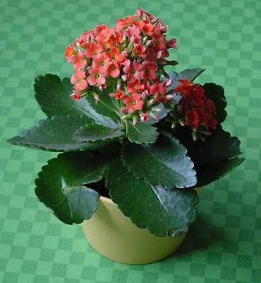 Kalanchoe blossfeldiana,
Madagascar widow's-thrill