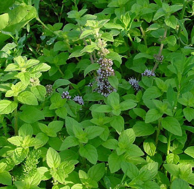 Mentha arvensis L. subhyb. veronensis Lebeau
