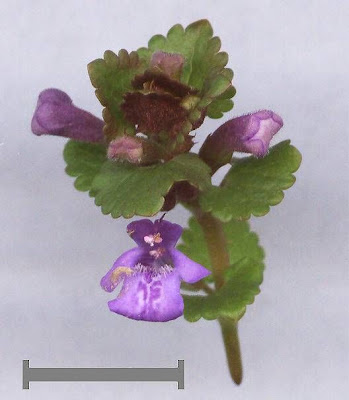 Glechoma hederacea L.
