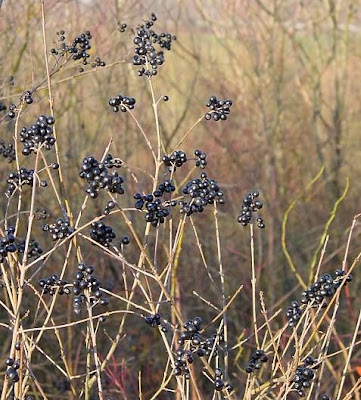 European privet