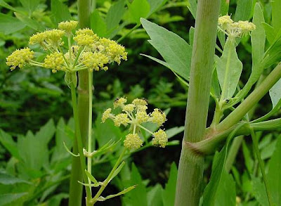 L�vistique officinale