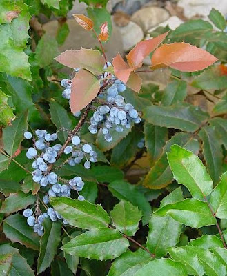 Gewöhnliche Mahonie Gewöhnliche Mahonie