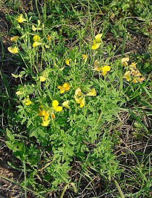 Garden bird's-foot-trefoil Garden bird's-foot-trefoil