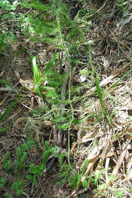Clubmoss Clubmoss