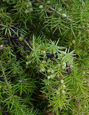 Common juniper Common juniper