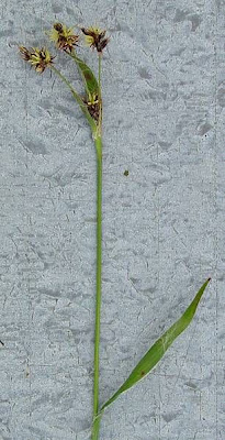 Field woodrush