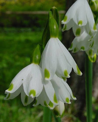 Leucojum aestivum L.
