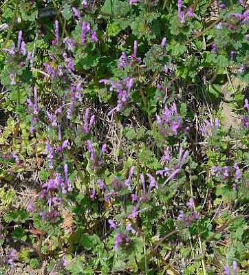 Lamium amplexicaule L.