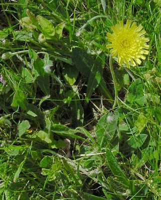 Mouse-ear hawkweed Mouse-ear hawkweed