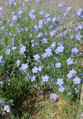Alpine flax Alpine flax