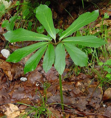 Helleborus niger L.