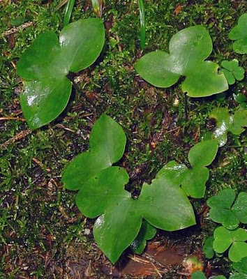 Hepatica nobilis Miller