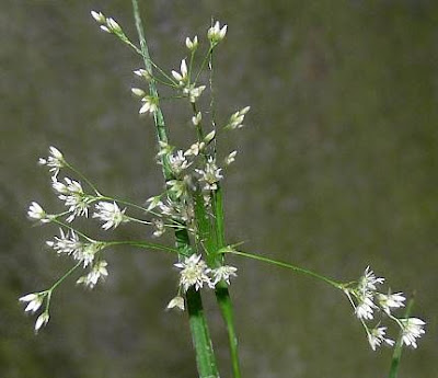 Forest wood-rush