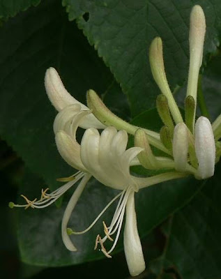 Lonicera periclymenum L.