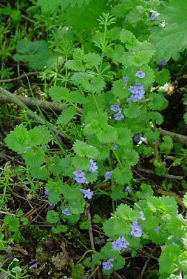 Glechoma hederacea L.