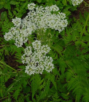 Anise Anise