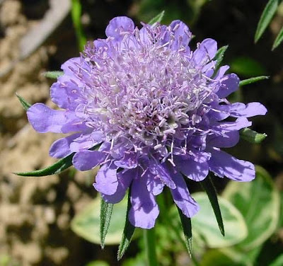 Knautia arvensis,
Acker - Witwenblume,
Ambretta comune,
bluebuttons,
erva-dos-prados,
escabiosa,
field scabiosa,
field-scabious,
gypsy's-rose,
knautie des champs,
scabieuse des champs,
Scabiosa