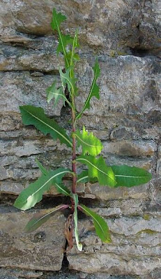 Lactuca serriola,
alface-brava-menor,
alface-de-espinho,
alface-silvestre,
China lettuce,
Erba Bussola,
escarola,
laitue sauvage,
laitue scarole,
Lattona,
Lattuga selvatica,
lechuga espinaca,
lechuga silvestre,
prickly lettuce