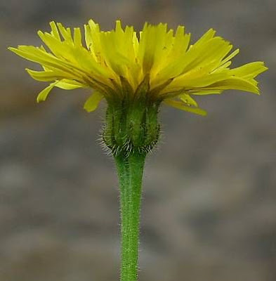 Bristly hawkbit Bristly hawkbit