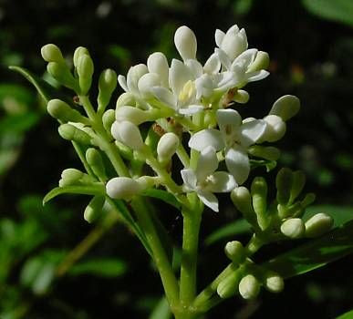 European privet