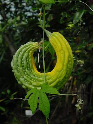 Balsam-apple Balsam-apple