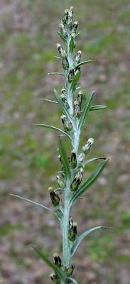 Heath Cudweed Heath Cudweed