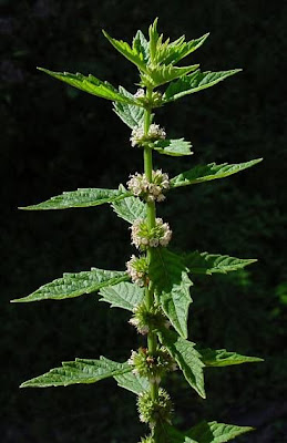 Gipsywort
