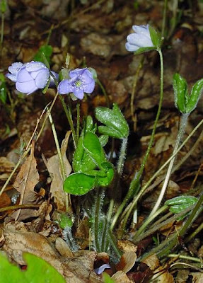 Hepatica nobilis Miller